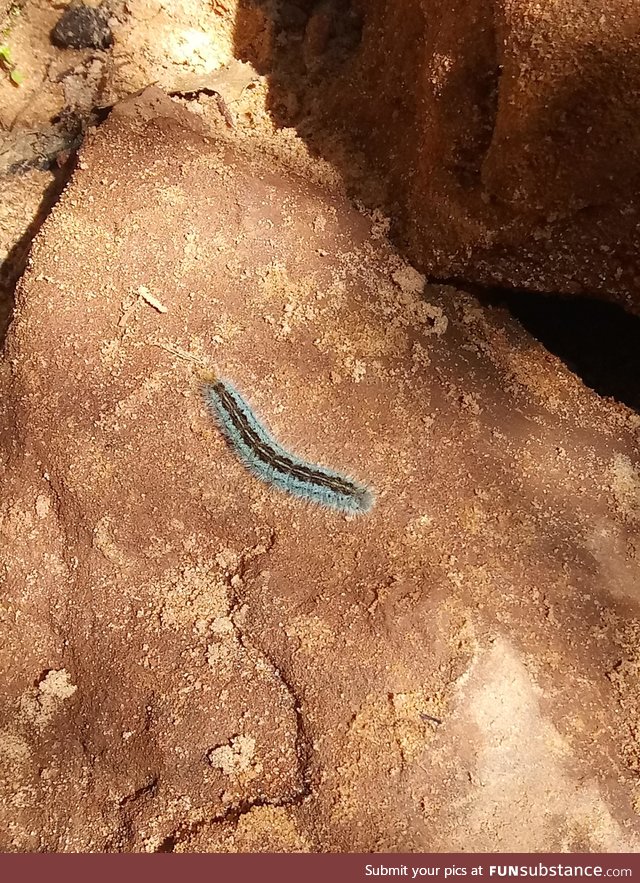 I found a blue caterpillar on my hike that I must share. That is all