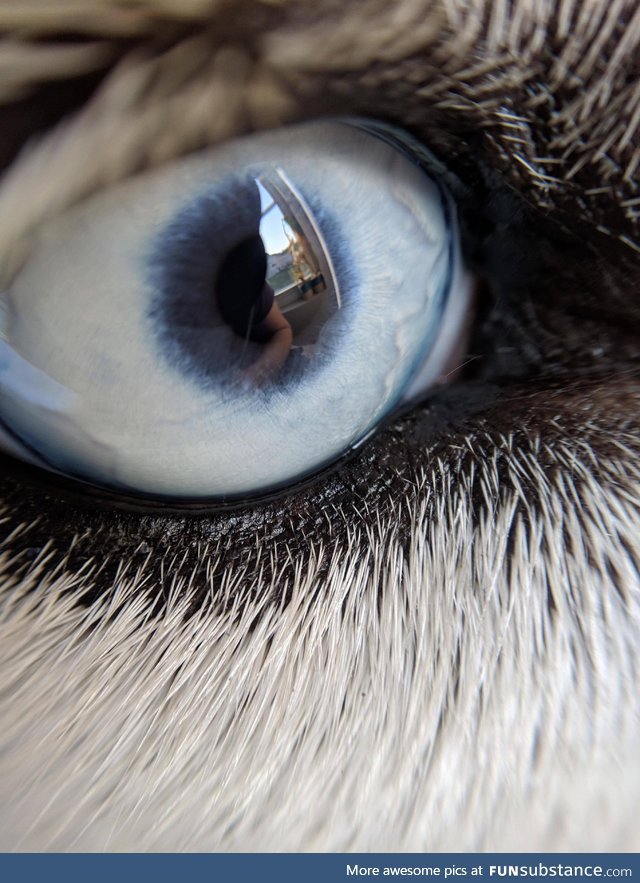 My husky's eye through a macro lens