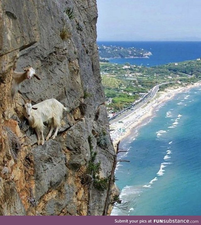 Mountain goats of Italy