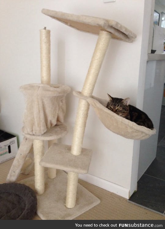 This cat is too heavy for his kitty tower