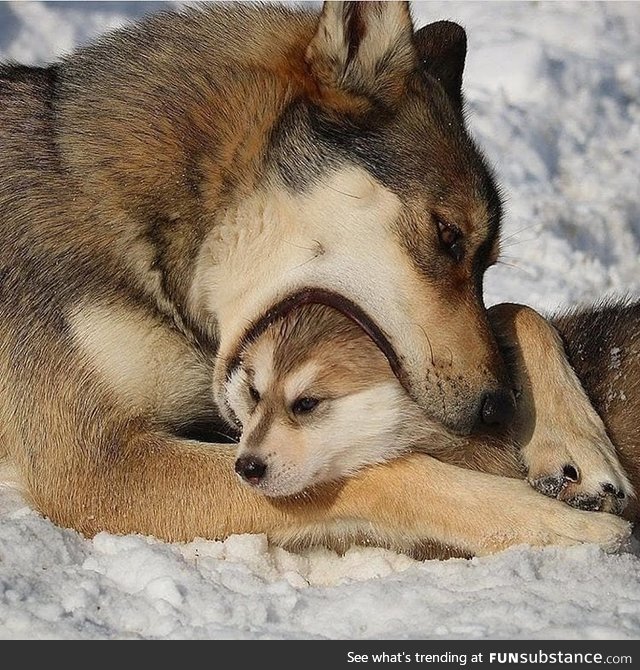 A momma wolf grooming her pup
