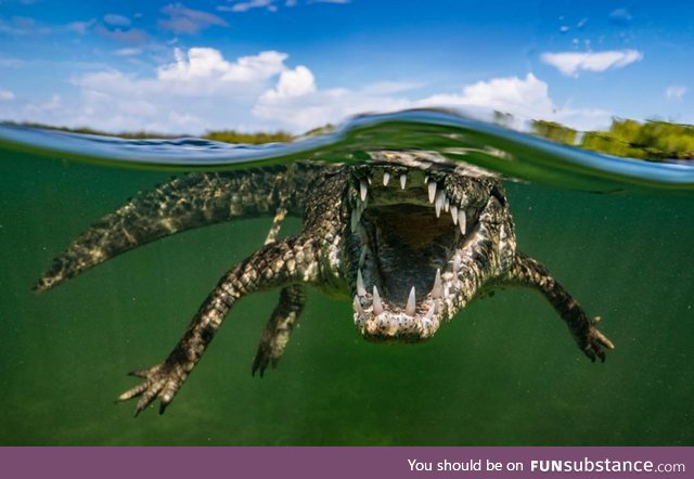 Crocodiles are scary when viewed from above, but they're absolutely terrifying underwater
