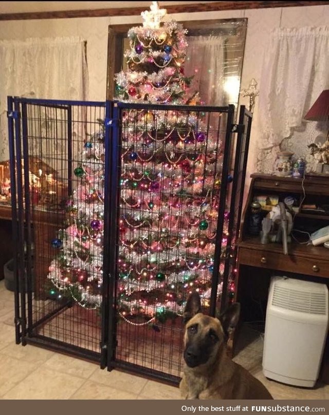 Someone isn't to be trusted with a decorated Christmas tree
