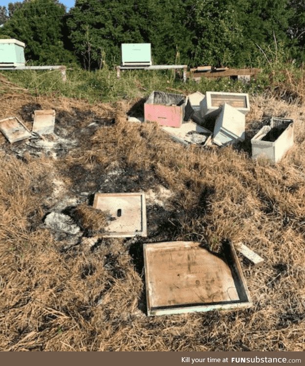 Someone in Texas broke into an apiary and burned 600,000 bees. We need to save the bees!