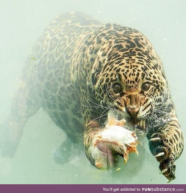 A jaguar going after a fish underwater