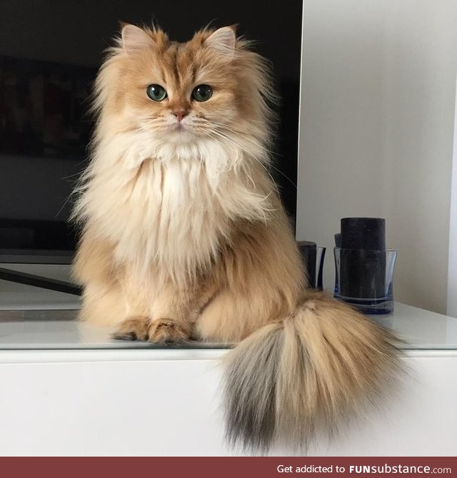 Smoothie the cat is the definition of cute