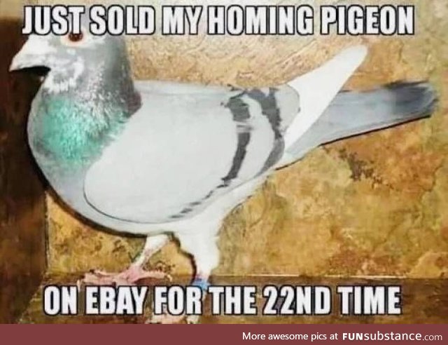 Just sold my pigeon on Ebay.