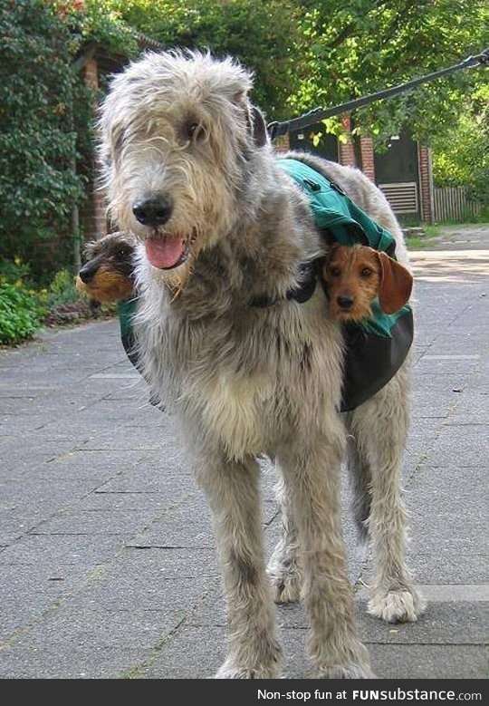 Dog and 2 subwoofers