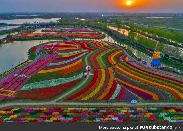 Beautiful tulip fields in Holland