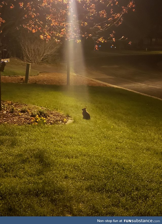 If I've learned anything from gaming, then I know this rabbit has a quest for me