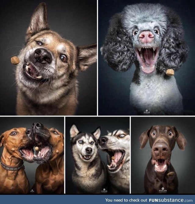 This photographer catches pictures of dogs catching treats