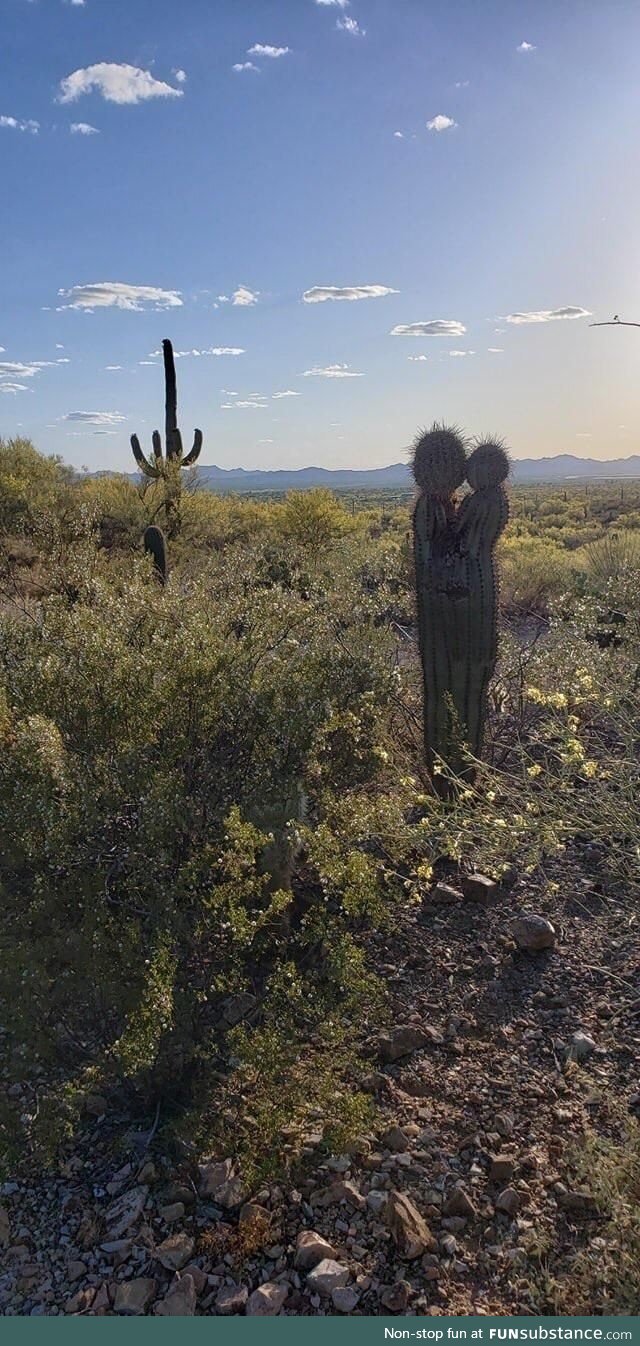 Even a cactus has more love life than me