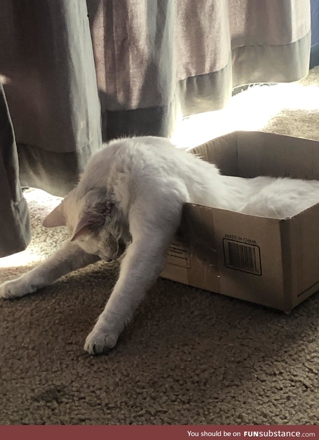 (Possible Proof cats may be considered a liquid.) My cat was taking a nap, woke up to this
