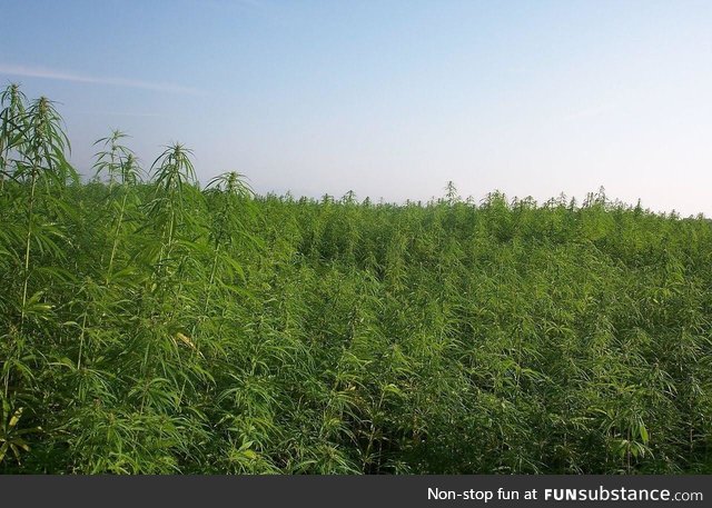 There is a Cannabis forest that’s growing hopelessly out of control in Hokkaido, Japan