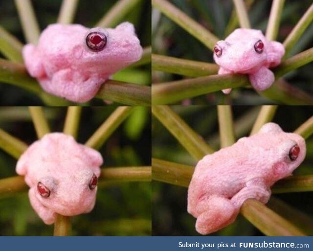 The Mighty and Albino Gray Tree Frog