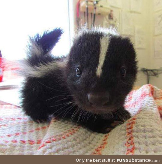 Suddenly, a tiny baby skunk