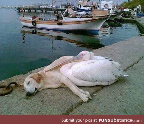 A pelican befriended a stray dog who was often spotted hanging out all alone along the