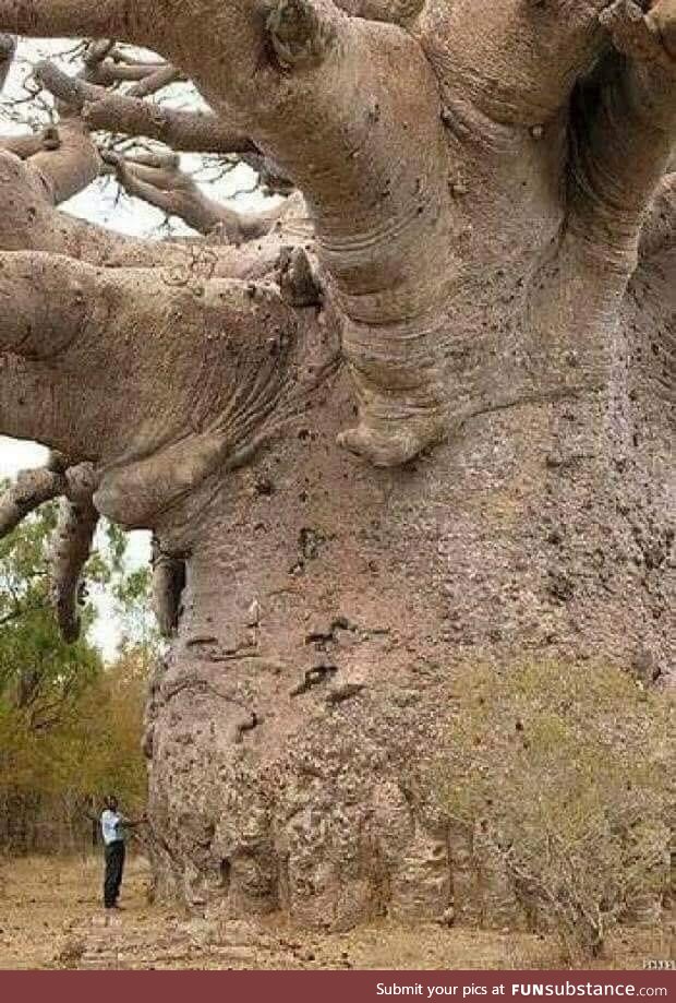 6,000 year old baobab tree