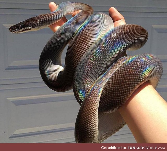 This rainbow python's scales