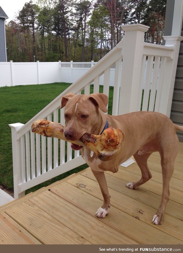 Got my dog a big bone for his birthday. It looks like he's eating his own roasted leg