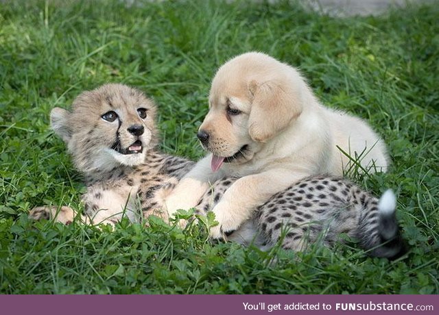 Cheetahs receive emotional support dogs and it is the cutest thing you will see all day