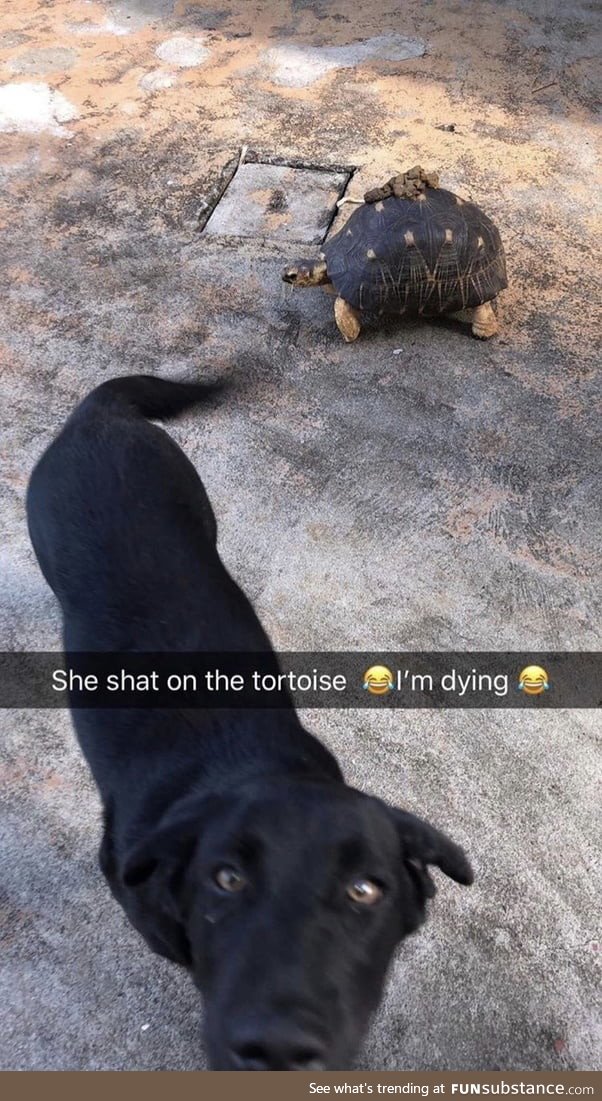 Doggo establishing dominance over poor tortoise