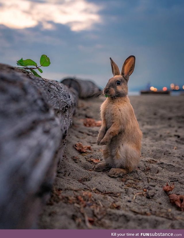 A blonde beach bunny How cute is this?