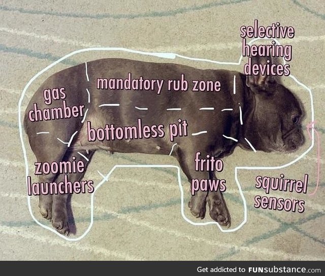 Anatomy of a French Bulldog