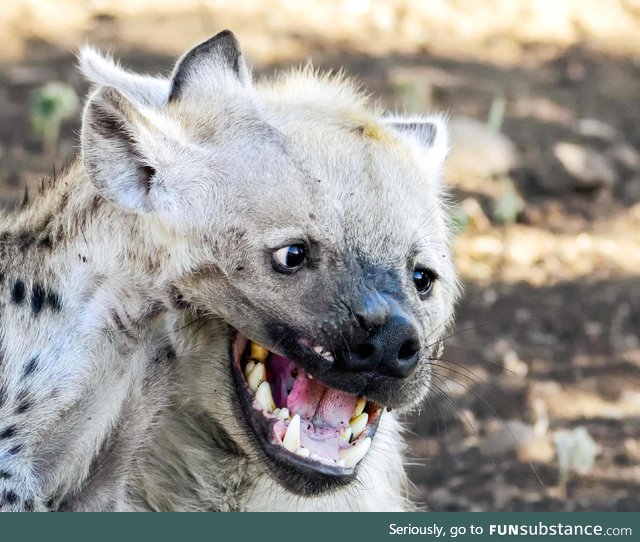 Photographer Lisl Moolman captures an optical illusion of two hyena havin' a good giggle