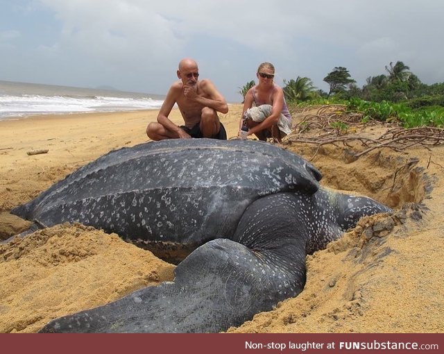 A giant leatherback turtle coming up to lay her eggs