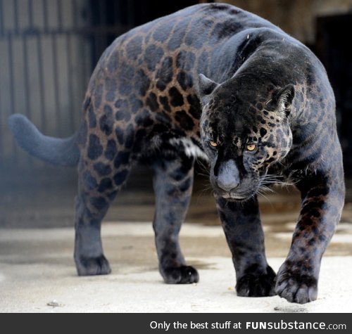 A Jaguar with melanism