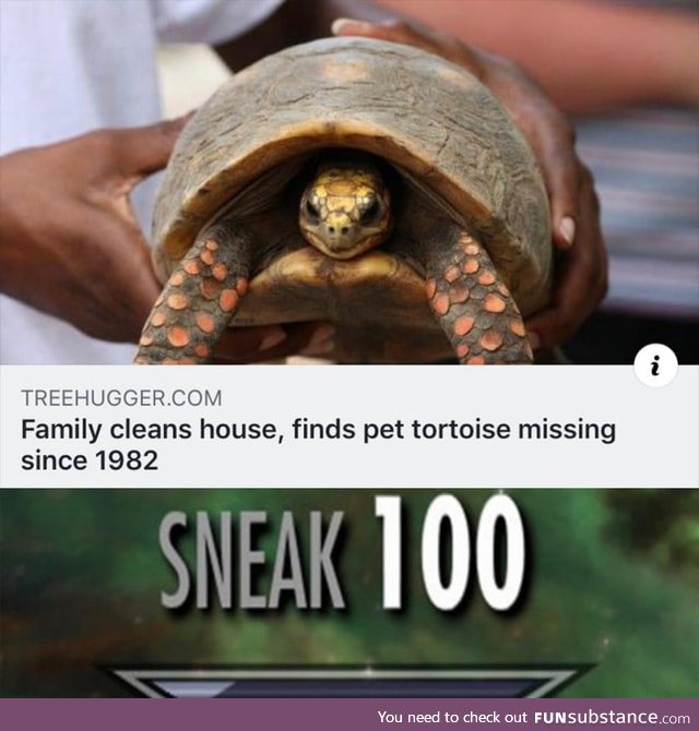 Surprise tortoise