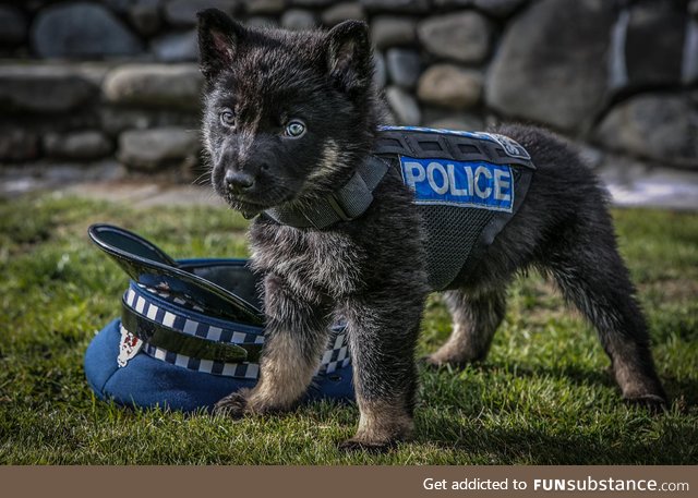 The newest recruit in the New Zealand Police force