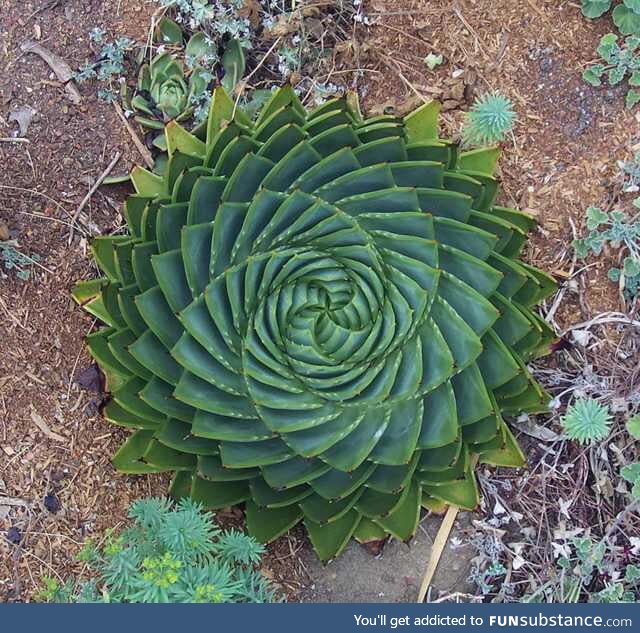 The symmetry of this plant