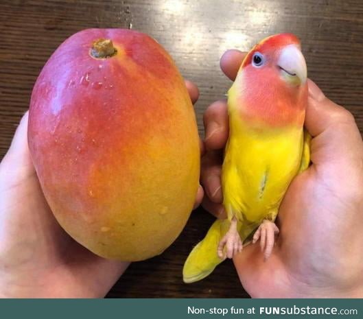 The colors on these 2 Mangoes