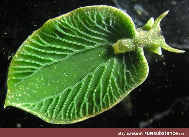 Elysia chlorotica is a species of sea slug that photosynthesizes!