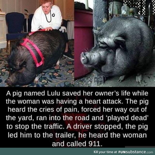 Lulu the pig