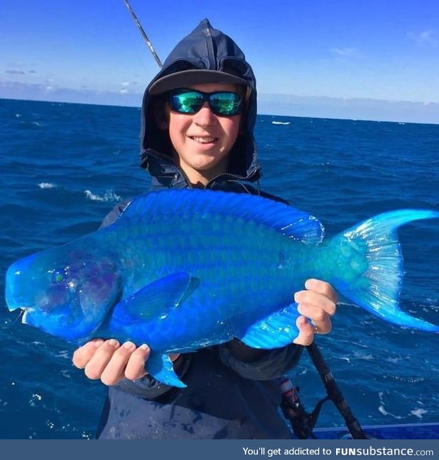This is a rare Blue Parrotfish