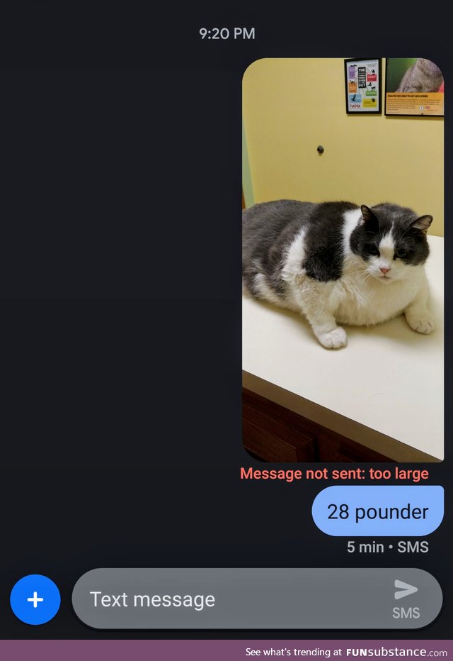 Tried to send a picture of the 28 pound cat I saw