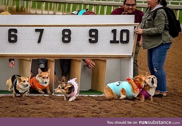 The royal racing hounds