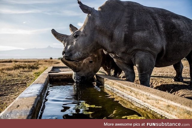 These are the last two northern white rhinos in the world