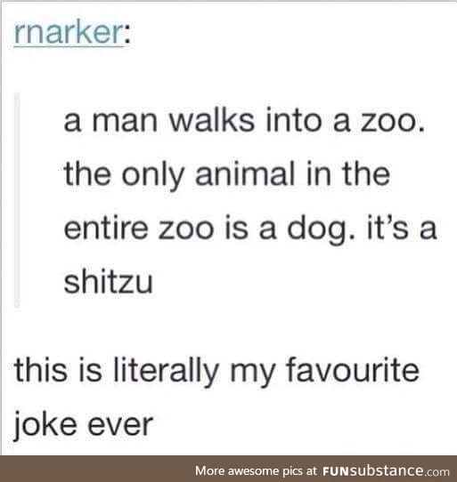 At least there is a doggo