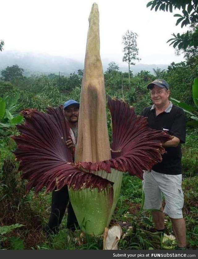 The Amorphopallus Titanium blooms once every 40 years for 4 days and is one of the