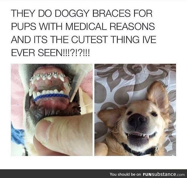 Holy Guacamole... Now would you look at that.. DOG FREAKIN BRACES
