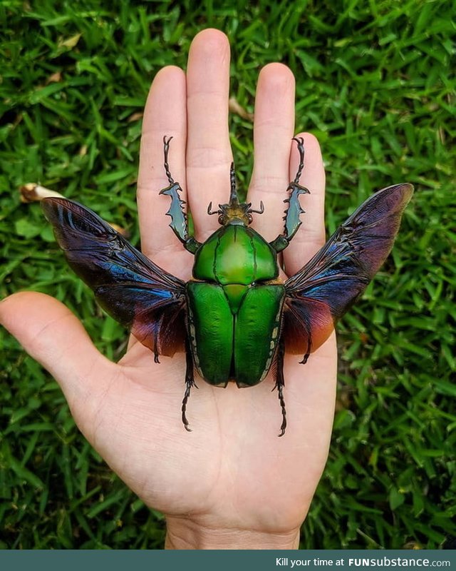 One of the largest flower beetles in the world, Mecynorrhina Torquata (credit: Red.Scale)