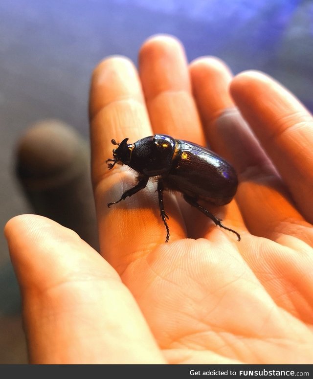 Guys I found a rhinoceros beetle! :)