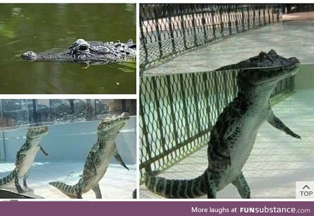 This whole time I thought crocodiles were swimming