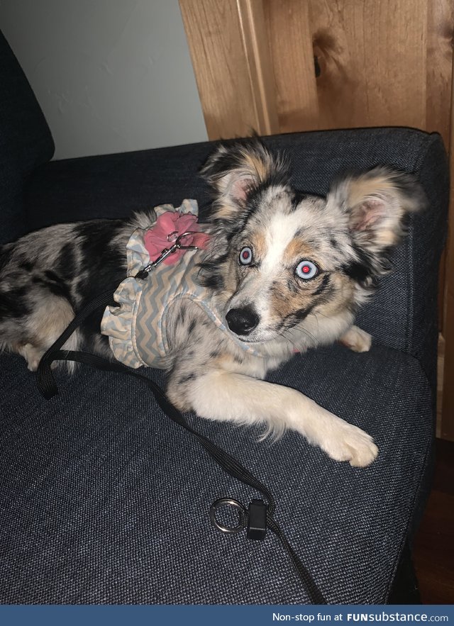 Does my dog look inbred, need a serious response. She’s a Toy Aussie
