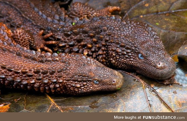 Borneo earless monitors resemble real life dragons