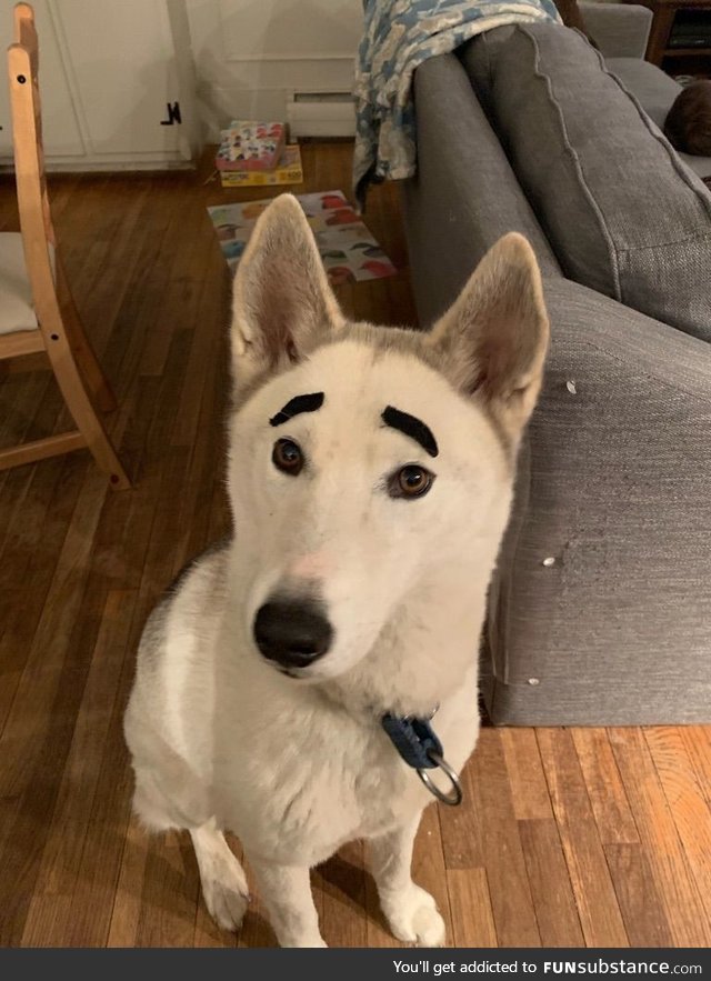 I have some fake mustaches and a white husky